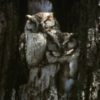 Indian Scops-Owl